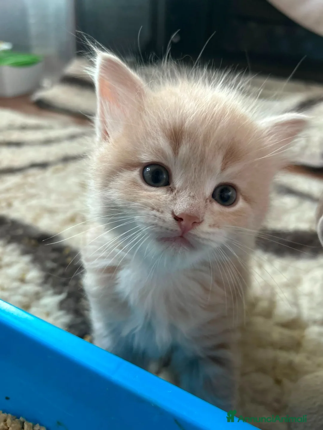 Siberiano gatti in vendita: Cuccioli Siberiano - Annuncio 2