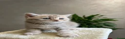 British gatti in vendita: Vendo british shorthair  - Annuncio 3
