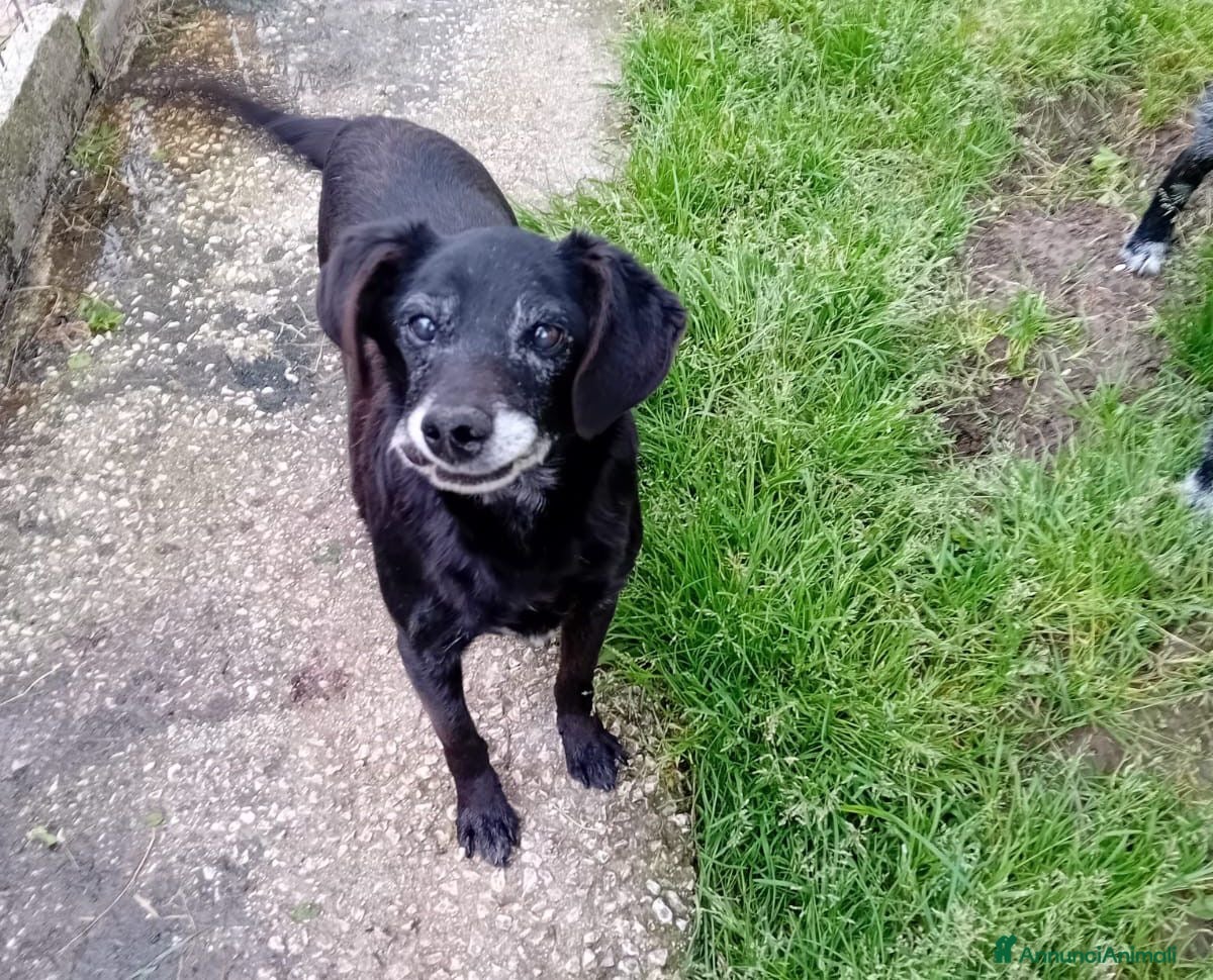 Meticcio cani AFOZ.DEL💔URGENTE!In canile da cucciolo,malato, - Annuncio 2