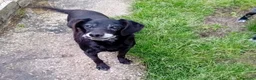 Meticcio cani in regalo: AFOZ.DEL💔URGENTE!In canile da cucciolo,malato, - Annuncio 1