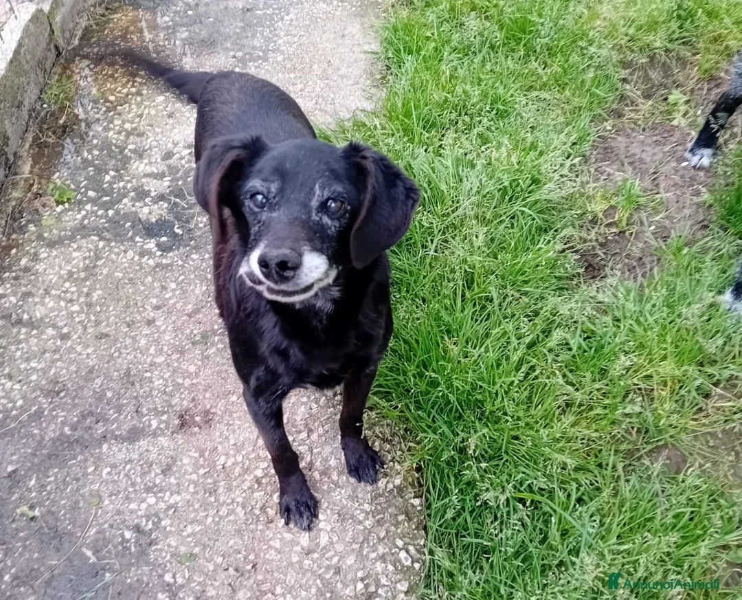 Meticcio cani in regalo: AFOZ.DEL💔URGENTE!In canile da cucciolo,malato, - Annuncio 1