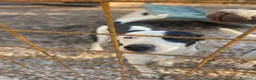 Meticcio cani in regalo: Gypsy peperina dal cuore grande - Annuncio 5