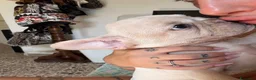 Bulldog Francese cani in vendita: Femmina bulldog francese  - Annuncio 7