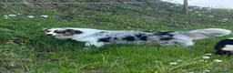 Australian Shepherd cani in vendita: Australian shepherd pastore australiano  - Annuncio 5