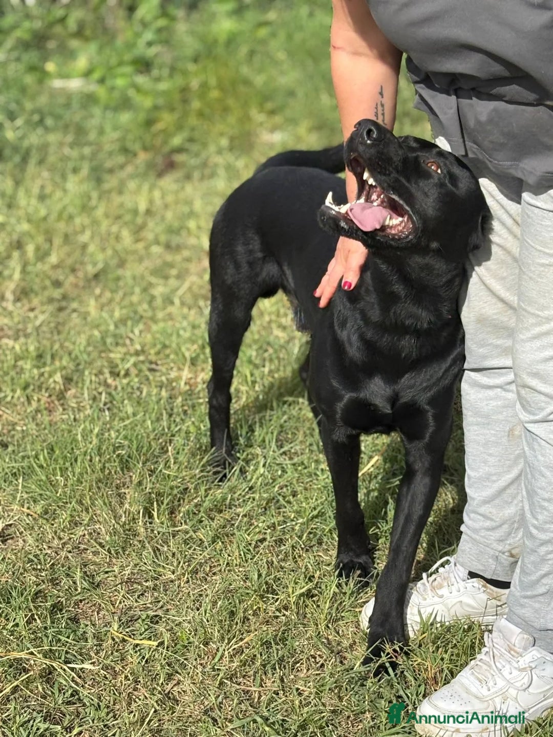 Meticcio cani in regalo: Rocky simil labrador retriever in adozione - Annuncio 5