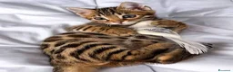 Bengala gatti in vendita: Cuccioli di Bengal o Bengala con Pedigree  - Annuncio 6