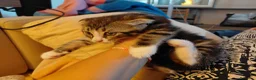 Scottish gatti in vendita: Cuccioli scottish fold  a Provincia di Forlì-Cesena - Annuncio 17