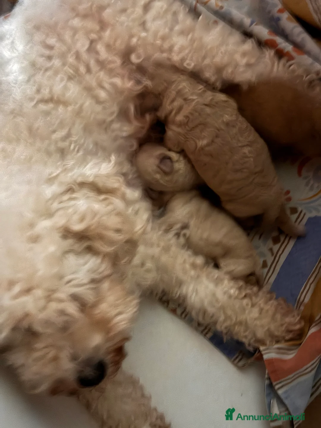 Barboncino cani in vendita: Cuccioli di Barboncino - Annuncio 3