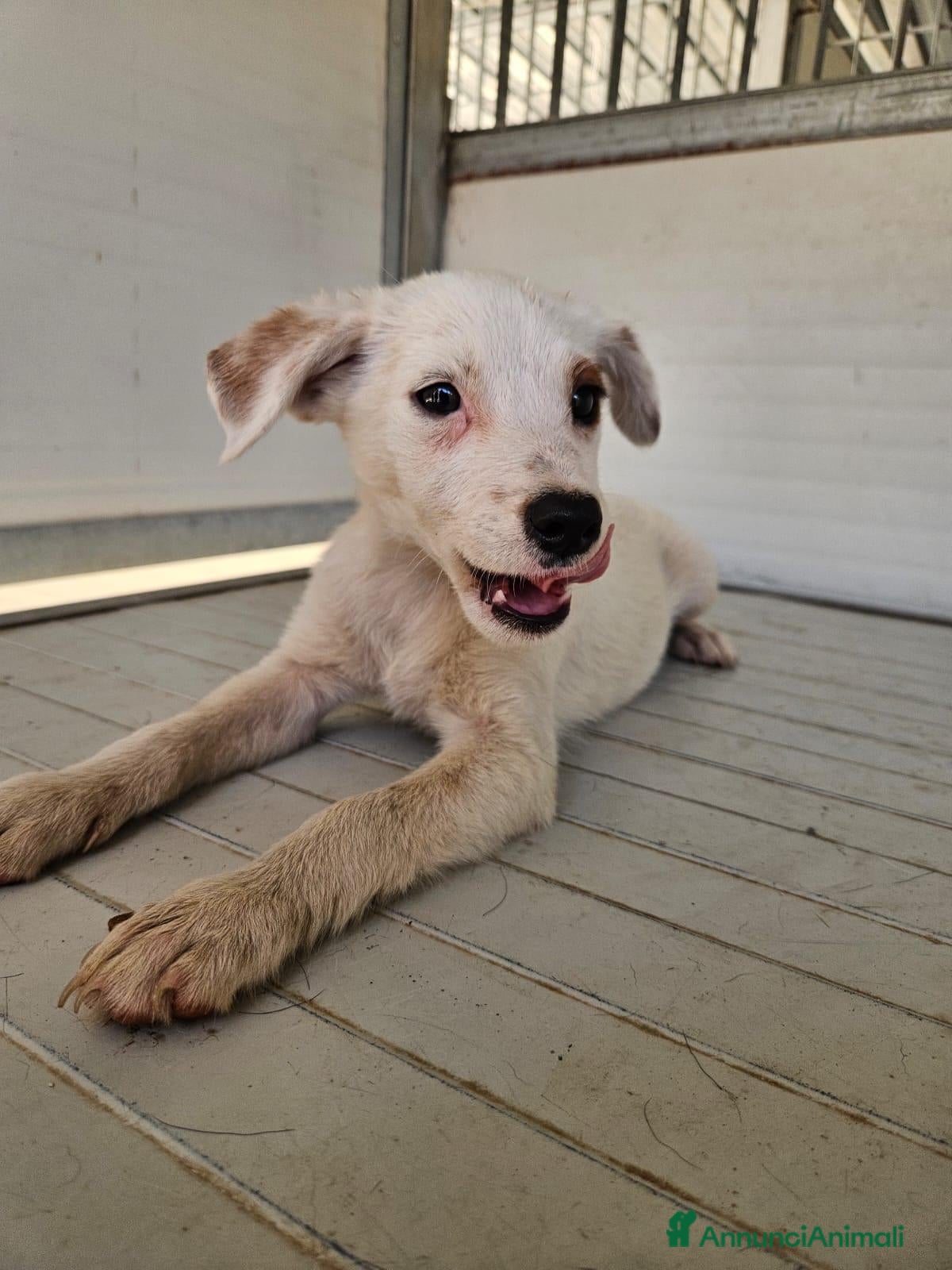 Meticcio cani Bignè: 3 mesi taglia contenuta  - Annuncio 2