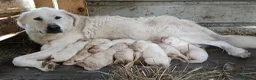 Pastore Abbruzzese Maremmano cani in vendita: Cuccioli di pastore maremmano abruzzese  - Annuncio 8