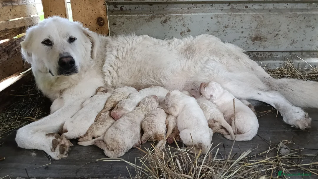 Pastore Abbruzzese Maremmano cani in vendita: Cuccioli di pastore maremmano abruzzese  - Annuncio 8