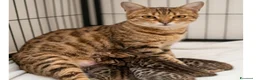 Abissino gatti in vendita: Abissini bengalesi - Annuncio 1