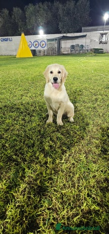 Golden Retriever cani - Annuncio 4