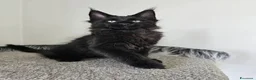 Maine Coon gatti in vendita: Cuccioli Maine coon con Pedigree  - Annuncio 6
