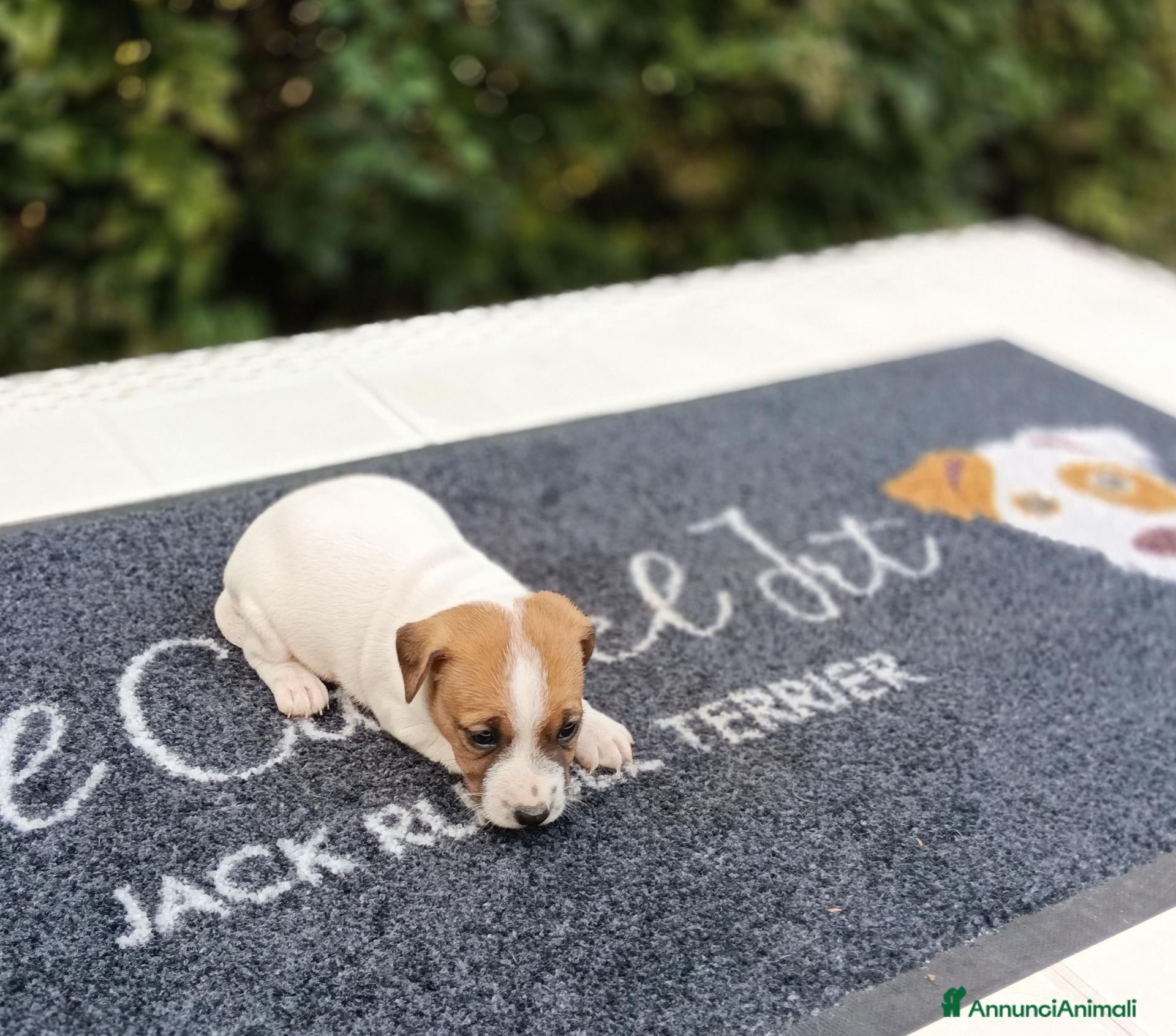 Jack Russell cani Cuccioli di Jack Russell  - Annuncio 1