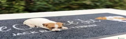 Jack Russell cani in vendita: Cuccioli di Jack Russell  - Annuncio 1