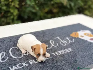 Jack Russell cani Cuccioli di Jack Russell - Annuncio 29