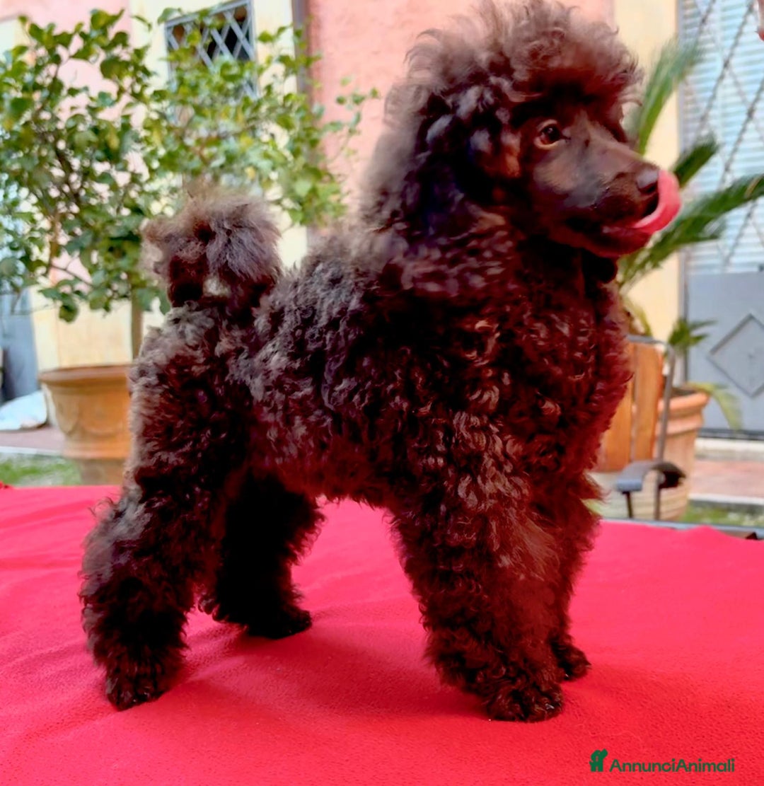 Barbone cani in vendita: CUCCIOLI DI BARBONE TOY/NANO - Annuncio 2