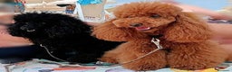 Barbone cani in vendita: Disponibili 2 cuccioli di barboncino - Annuncio 8