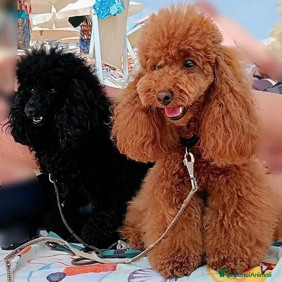 Barbone cani in vendita: Disponibili 2 cuccioli di barboncino - Annuncio 8