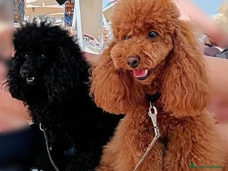 Barbone cani Disponibili 2 cuccioli di barboncino - Annuncio 8