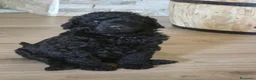 Barbone cani in vendita: Barbone grande mole  - Annuncio 3