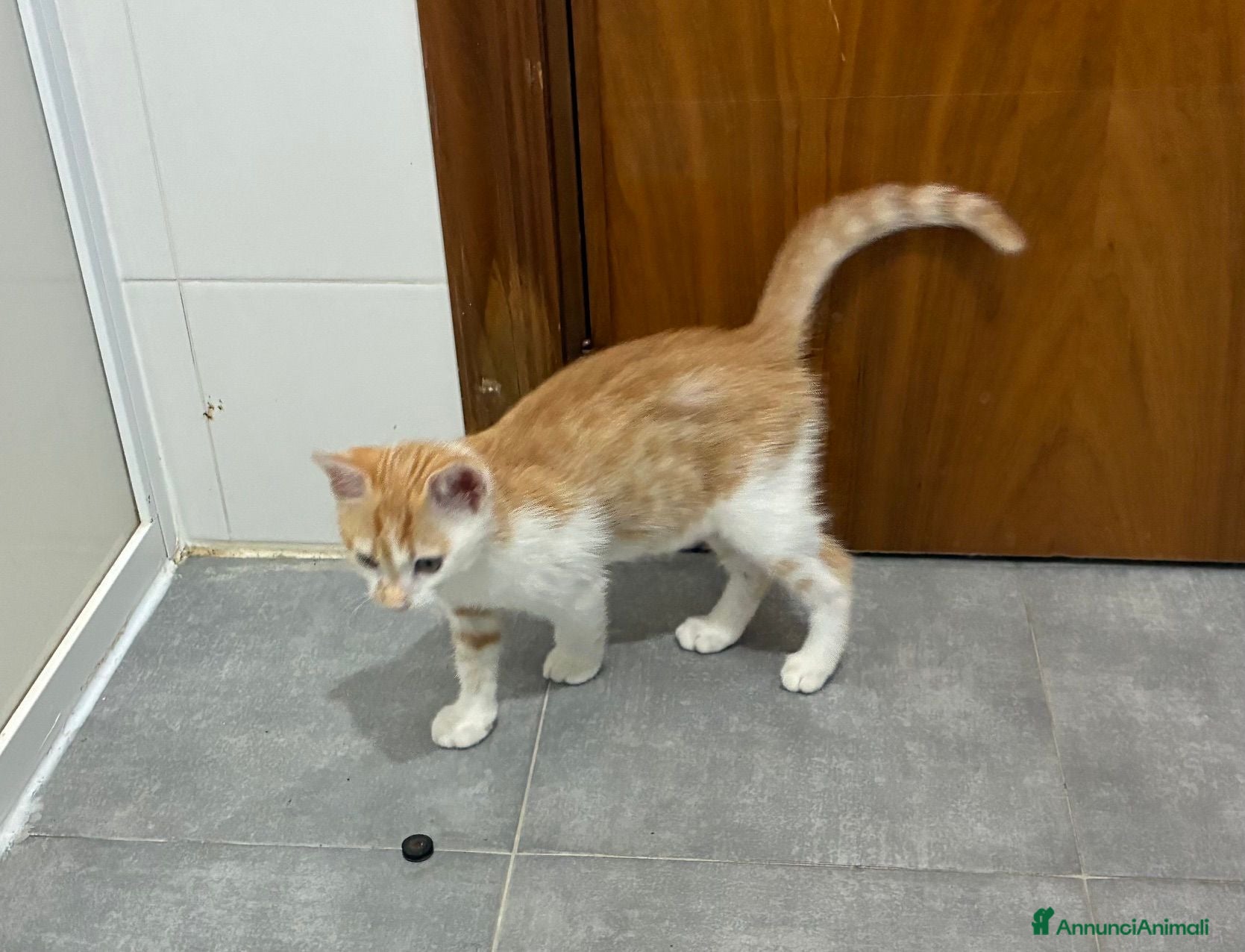 Meticcio gatti Regalo bellissimo gattino maschio - Annuncio 38