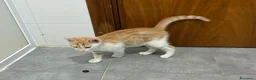 Meticcio gatti in regalo: Regalo bellissimo gattino maschio - Annuncio 1