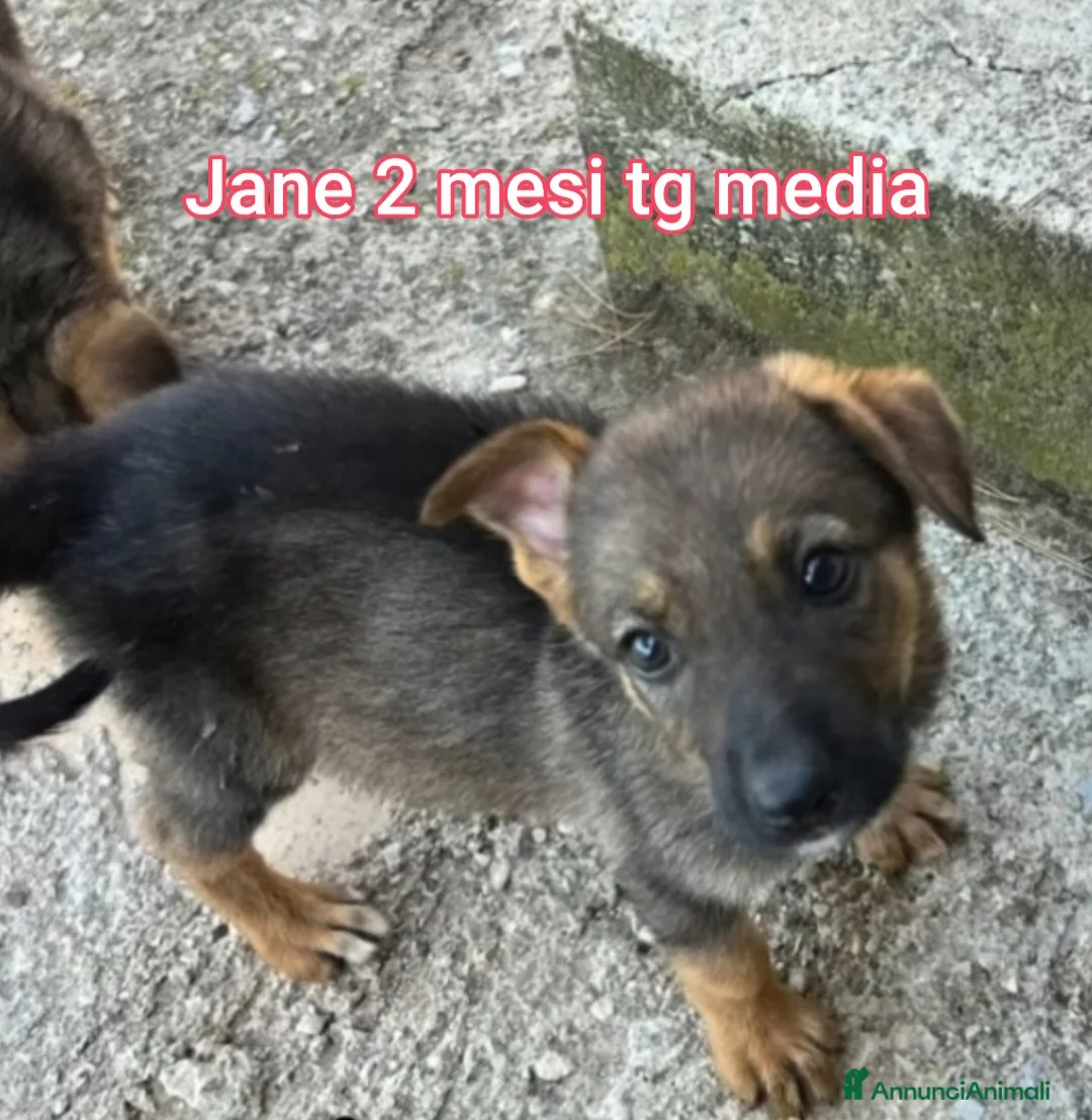 Meticcio cani in regalo: CUCCIOLI IN CERCA D'AMORE  a Provincia di Prato - Annuncio 2