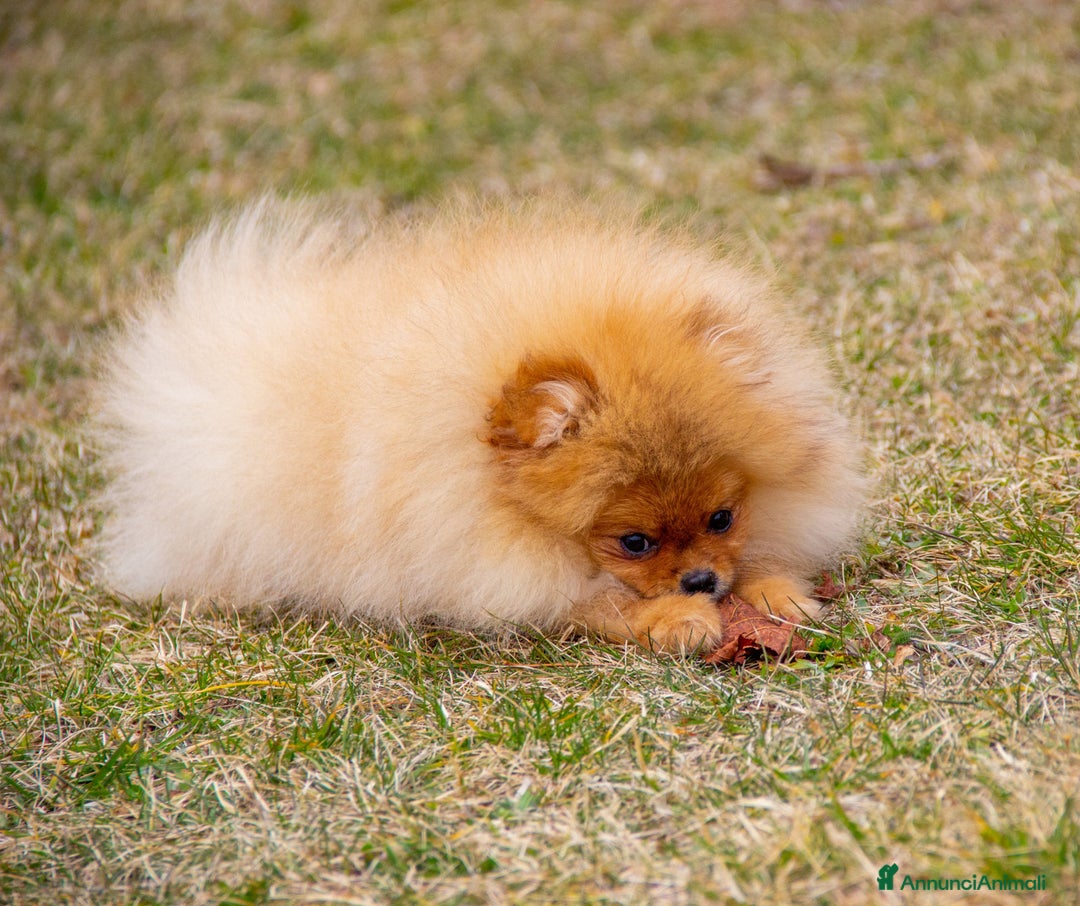 Spitz cani in vendita: Disponibile 1 Cucciolo di Spitz Pomerania a Provincia di Sondrio - Immagine 12
