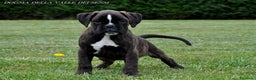 Boxer cani in vendita: BOXER CUCCIOLI VENDO A TRENTO E VERONA - Annuncio 14