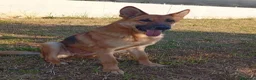 Pastore Tedesco cani in regalo: Bella 6anni Pastore Ted. nn può tornare in canile - Annuncio 6