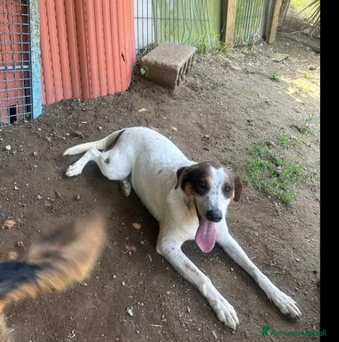 Meticcio cani in regalo: 4anni INVISIBILE E DIMENTICATO IN RUFUGIO.NAPOLI a Città Metropolitana di Milano - Annuncio 3