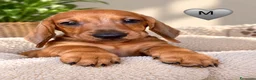 Bassotto cani in vendita: CUCCIOLI BASSOTTI STANDARD - Annuncio 7