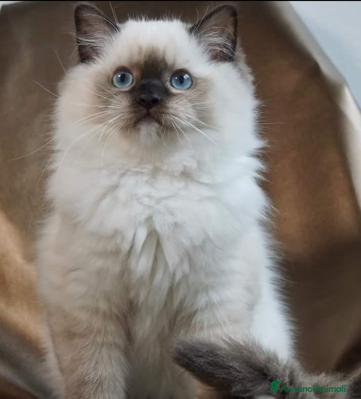 Ragdoll gatti Splendidi cuccioli di ragdoll - Annuncio 2