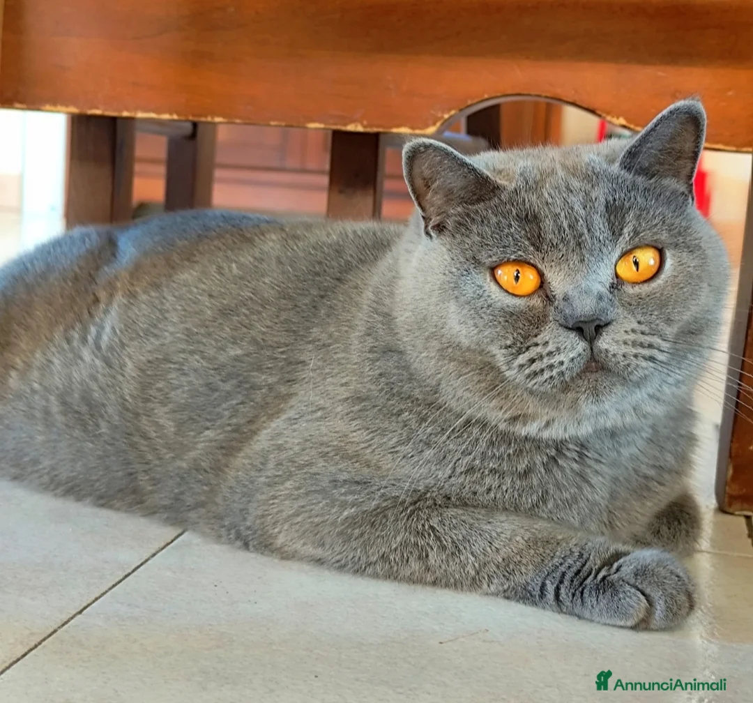 Scottish gatti in vendita: Gatta scottish stright  - Annuncio 2