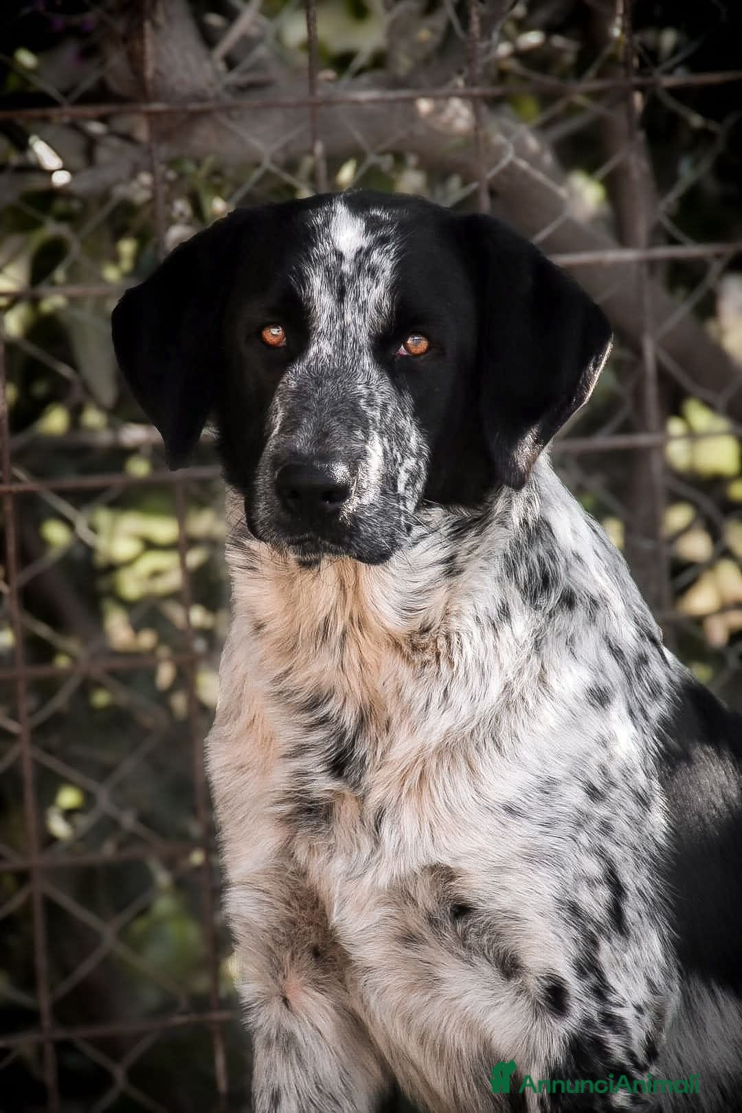 Meticcio cani Elio. - Annuncio 35