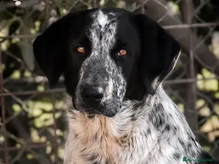 Meticcio cani Elio. - Annuncio 35