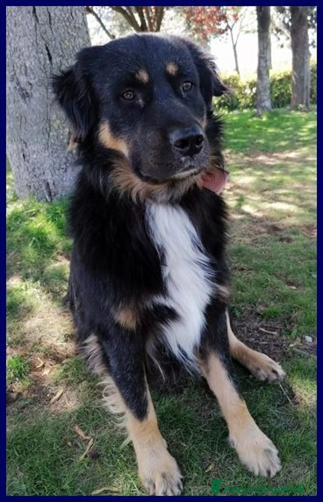 Meticcio cani in regalo: ARGO dolcissimo patatone - Annuncio 2