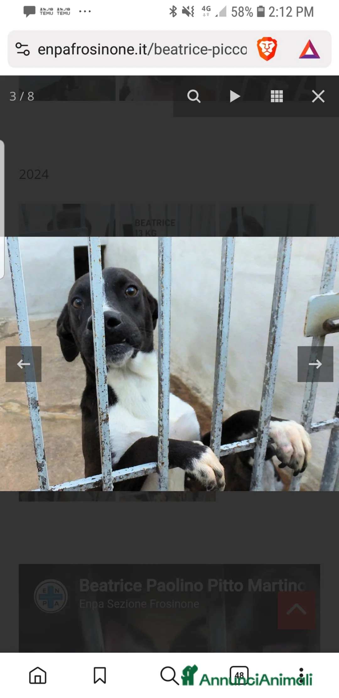 Meticcio cani in regalo: ADOZ.DEL💔:abbandonata neonata,dolce,bella a Provincia autonoma di Bolzano - Alto Adige - Annuncio 6