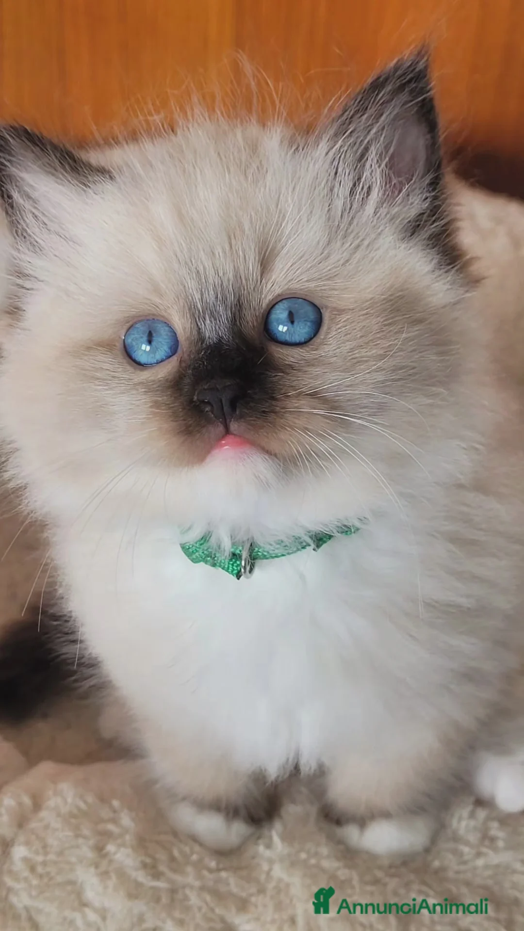 Ragdoll gatti in vendita: Ragdoll seal mitted - Annuncio 1