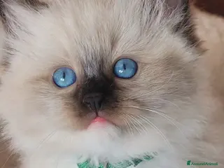 Ragdoll gatti Ragdoll seal mitted - Annuncio 1