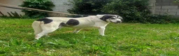 Meticcio cani in regalo: VALERIO DIVERSAMENTE CUCCIOLO - Annuncio 9