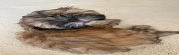 Shih Tzu cani in vendita: Cuccioli Shih Tzu pronti a settembre! - Annuncio 5