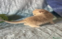 Scottish gatti in vendita: Scottish Straight - Annuncio 10