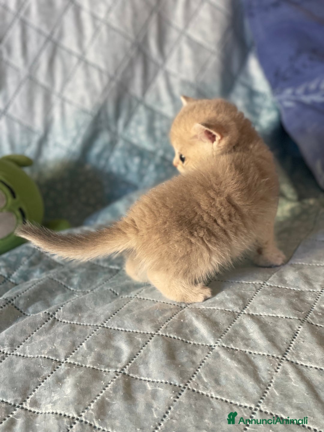 Scottish gatti in vendita: Scottish Straight - Annuncio 10