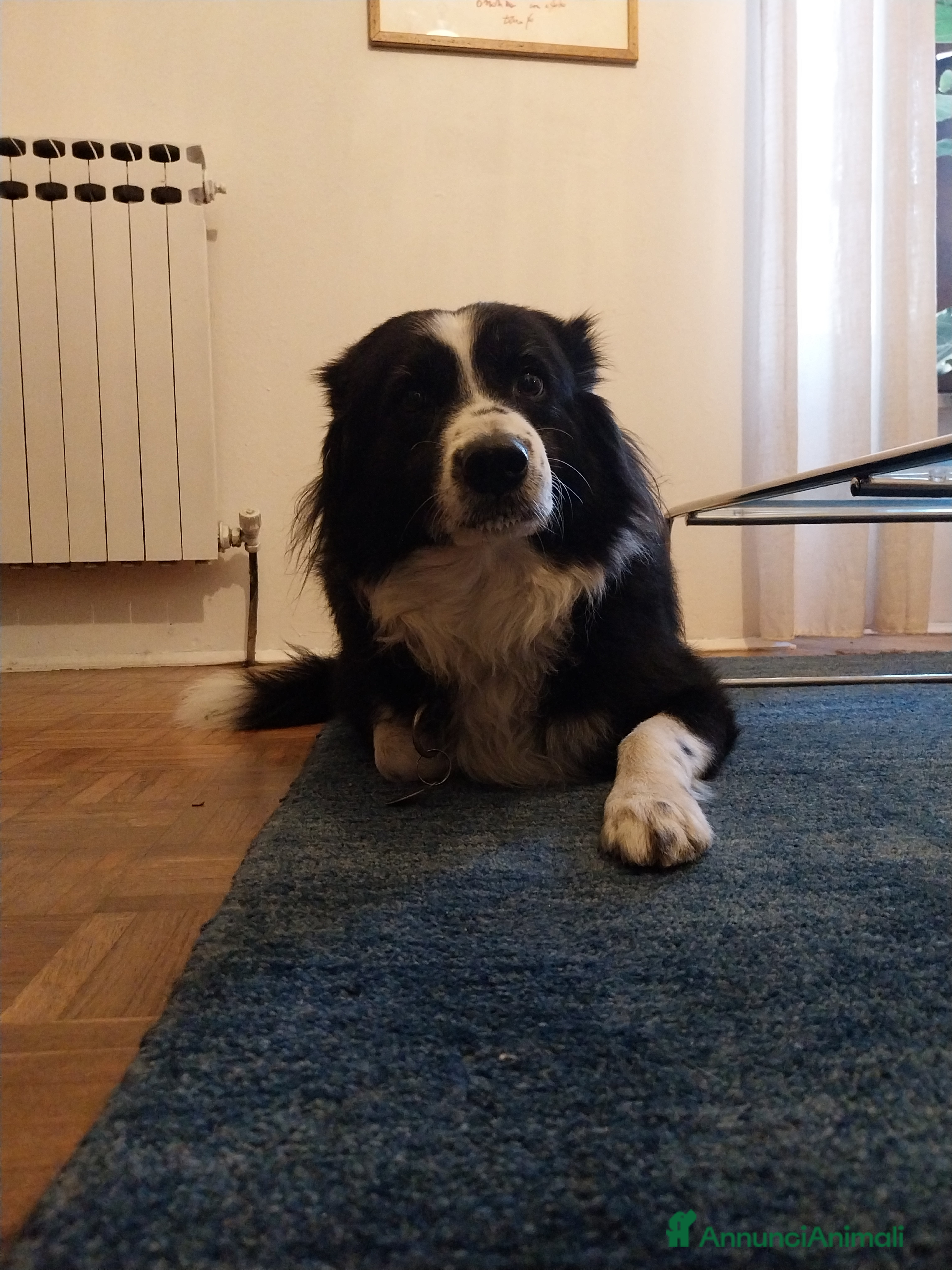 Border Collie cani Cane maschio adulto di razza border collie  - Annuncio 9