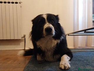 Border Collie cani Cane maschio adulto di razza border collie - Annuncio 18