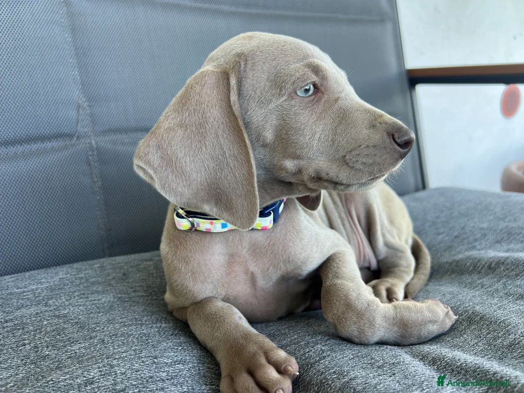 Weimaraner cani in vendita: cuccioli weimaraner grigio argento - Annuncio 2