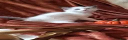 Ragdoll gatti in vendita: Gattini Ragdoll con Pedigree - Annuncio 2